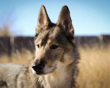 tamaskan dog